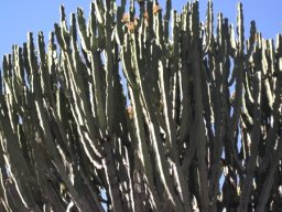 Euphorbia ingens branchlets